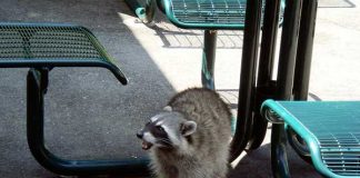 意外と危険なもの@バンクーバー