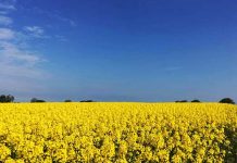 デンマークにいる「キケンなもの」とは?