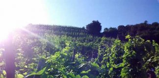 フランスで気をつけたいのは、「キノコ」