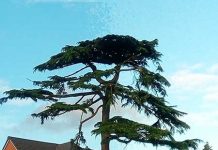 体験談:イギリス・ワーキングホリデー(YMS)の申請から取得まで