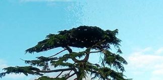 体験談:イギリス・ワーキングホリデー(YMS)の申請から取得まで