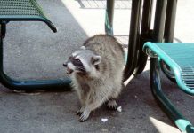 バンクーバーのワーホリライフ・ファッション事情