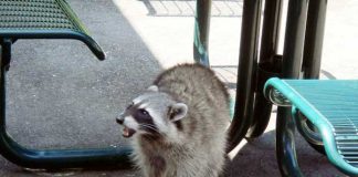 バンクーバーのワーホリライフ・ファッション事情