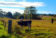 最低賃金は15.75ドルのニュージーランド・ワーホリで仕事をする時の心得とは