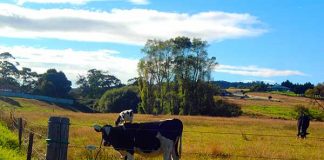 最低賃金は15.75ドルのニュージーランド・ワーホリで仕事をする時の心得とは