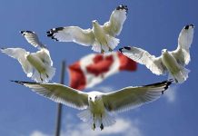 カナダワーキングホリデービザ・2017年~2018年への対策(前編)