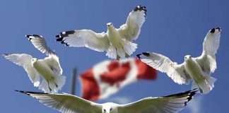 カナダワーキングホリデービザ・2017年~2018年への対策(前編)