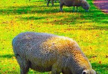 食べたことある?!絶品グルメ@ニュージーランド