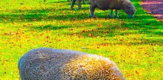 食べたことある?!絶品グルメ@ニュージーランド