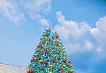 青空にクリスマスツリー@ニュージーランド