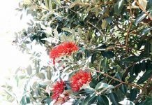 クリスマス=ポフツカワ!? この時期のニュージーランドの風物詩