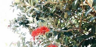 クリスマス=ポフツカワ!? この時期のニュージーランドの風物詩