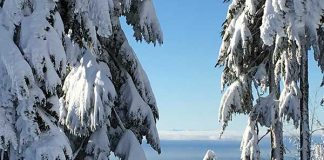 カナダのお正月は大したイベントもなく、あっけなく過ぎますが・・・