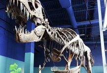 買い物代金、どうやって支払う? 現金? カード?@カナダ