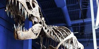 買い物代金、どうやって支払う? 現金? カード?@カナダ