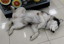 台湾の「おおらかでゆる~い空気」が好き!