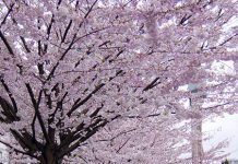 カナダのワーホリでのオススメ荷物はスーツケース? バックパック?