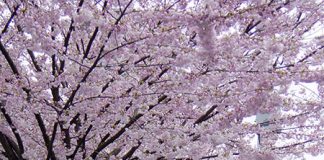 カナダのワーホリでのオススメ荷物はスーツケース? バックパック?