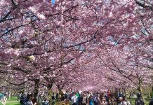 もし、デンマークでフォーマルなパーティーに呼ばれたら・・・