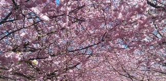 もし、デンマークでフォーマルなパーティーに呼ばれたら・・・