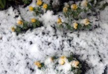 幸せとは・・・自分が自分らしく生きれる・・・デンマーク人の頭の片隅にあるもの