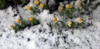 幸せとは・・・自分が自分らしく生きれる・・・デンマーク人の頭の片隅にあるもの