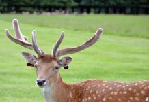 アイルランド生活で感じた、仕事と生活のバランス感覚の違い