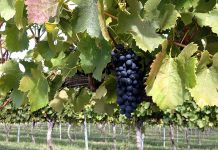 ワーキングホリデービザと学生ビザ、どっちが自分に合ってる?