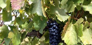 ワーキングホリデービザと学生ビザ、どっちが自分に合ってる?