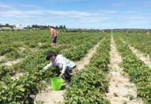 可能性は無限大! カナダでワーキングホリデーの時間を自分のキャリアアップにつなげる方法