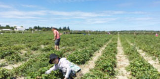 可能性は無限大! カナダでワーキングホリデーの時間を自分のキャリアアップにつなげる方法