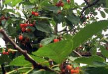 貯金に助けられている、私のスロバキア・ワーホリ生活