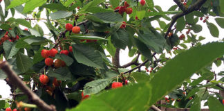 貯金に助けられている、私のスロバキア・ワーホリ生活