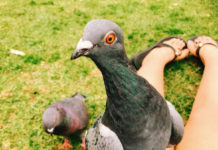 厳選・オススメ! 無料で楽しめるメルボルン観光スポット