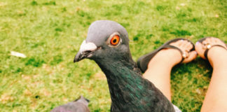 厳選・オススメ! 無料で楽しめるメルボルン観光スポット