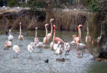 フランスでのお気に入りはスイーツと軽いお酒