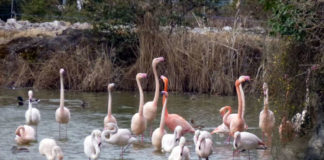 フランスでのお気に入りはスイーツと軽いお酒