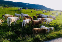 1年限定のスロバキアライフ! 完結編