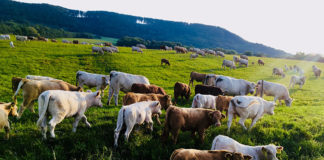 1年限定のスロバキアライフ! 完結編