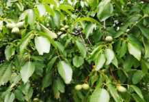 食事を囲みながらのコミュニケーションは、デンマーク人にとっては料理より大事