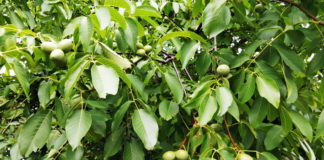 食事を囲みながらのコミュニケーションは、デンマーク人にとっては料理より大事