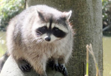 割引クーポンを使って、お得にいろんなチャレンジ@バンクーバー