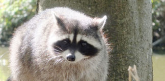 割引クーポンを使って、お得にいろんなチャレンジ@バンクーバー