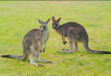 オーストラリアのワーホリビザが最長3年間滞在可能に!