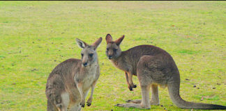 オーストラリアのワーホリビザが最長3年間滞在可能に!