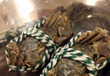 自炊派もOK! 実は上海蟹は香港でも楽しめる!