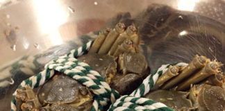 自炊派もOK! 実は上海蟹は香港でも楽しめる!