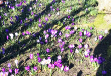 ジンクスがあまりないのは、デンマーク人は現実的な楽観主義者だから?