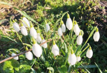 デンマークのワーホリ・留学で得たものを生かして日本で起業