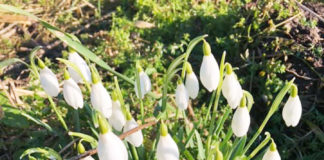 デンマークのワーホリ・留学で得たものを生かして日本で起業